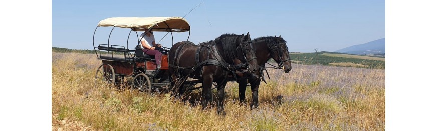 Horse-drawn carriage rides