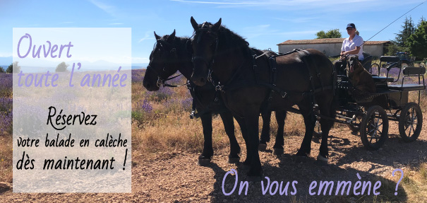 balade en calèche dans la lavande