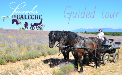 Guided tour of our lavender farm in a horse-drawn carriage