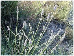 La lavande spica, lavandula spica ou latifolia