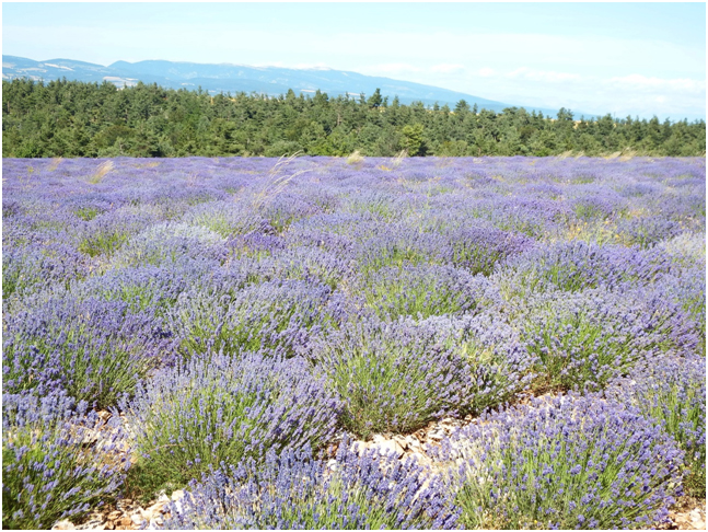 La lavande fine, lavandula angustifolia vera p.miller