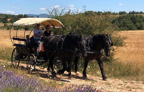 Horse-drawn carriage rides