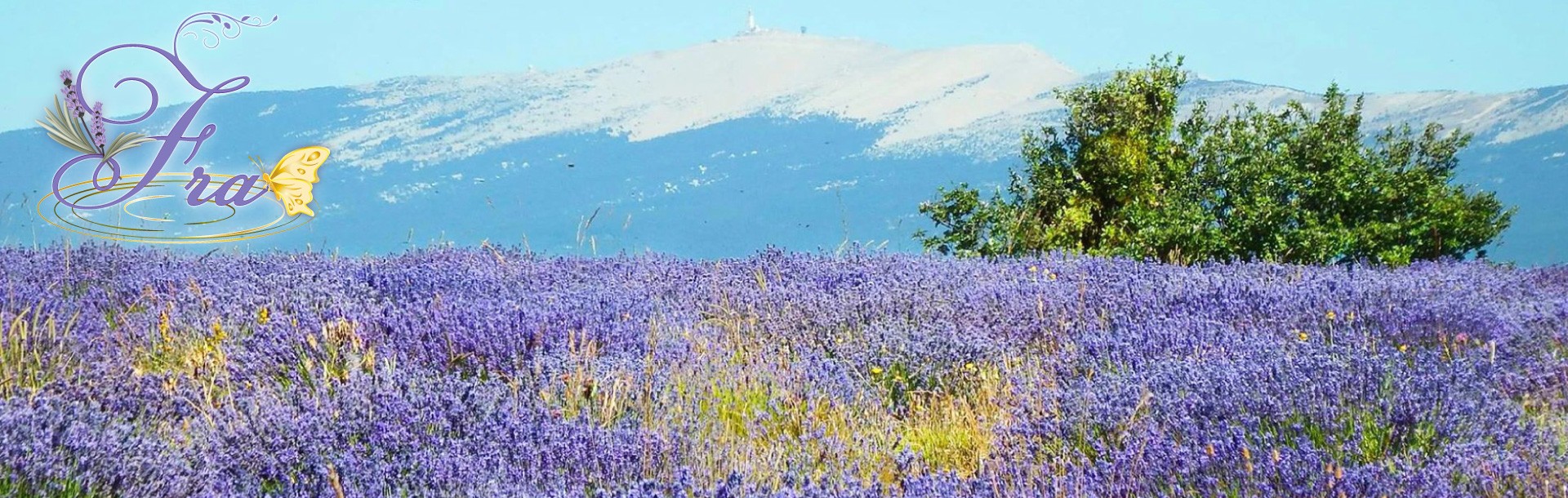 La lavande Fra AOP et Bio : L'Or des Lavandes